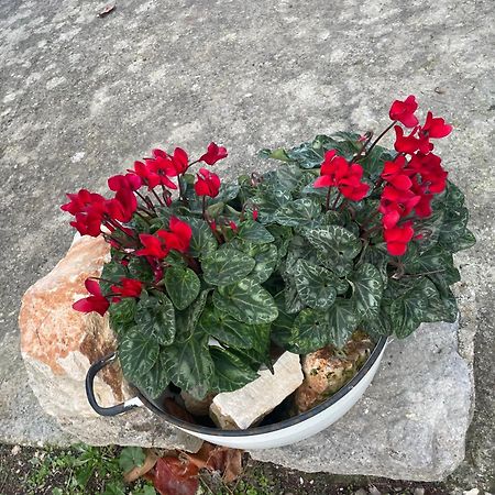 Il Trullo Di Nonno Licchio Villa Alberobello Eksteriør bilde