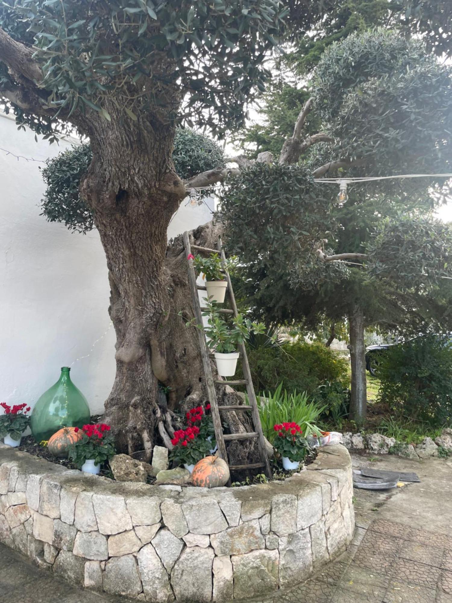 Il Trullo Di Nonno Licchio Villa Alberobello Eksteriør bilde