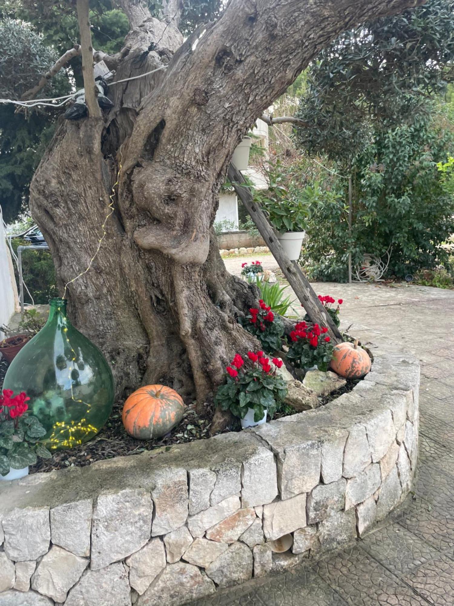 Il Trullo Di Nonno Licchio Villa Alberobello Eksteriør bilde